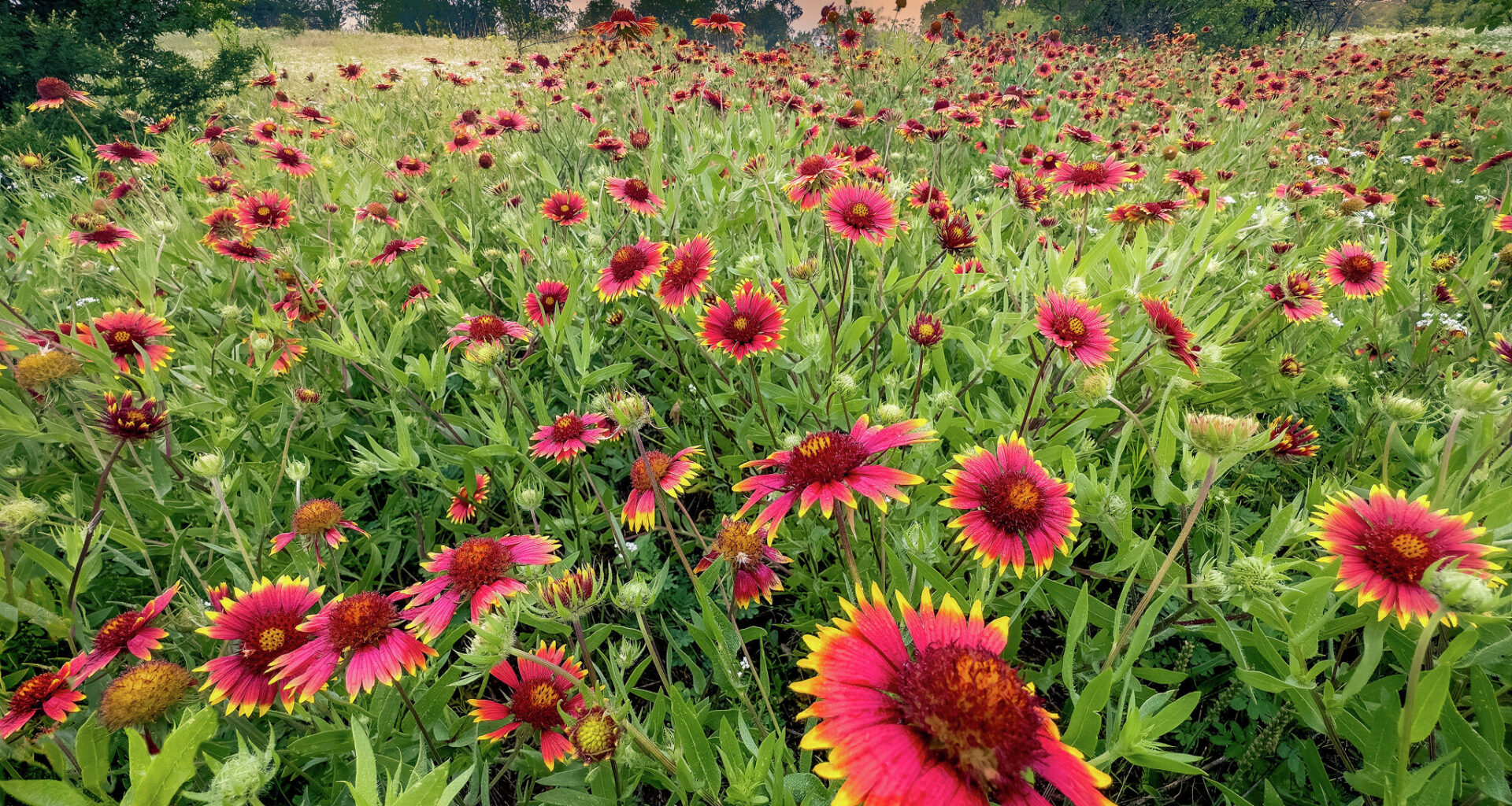 Can you pick wildflowers in Texas? What to know