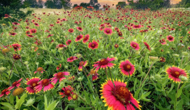 Can you pick wildflowers in Texas? What to know