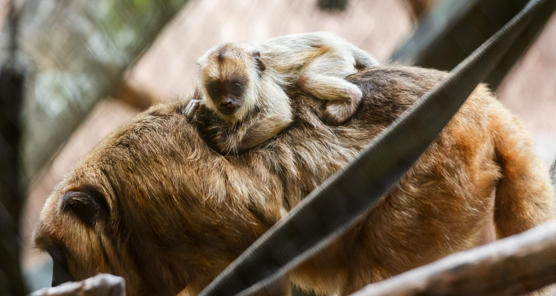 Houston Zoo names baby monkey after Astros star Jose Altuve