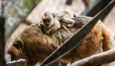 Houston Zoo names baby monkey after Astros star Jose Altuve