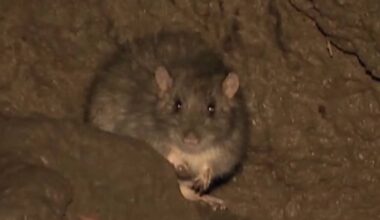 San Antonio infectious disease doctor explains rodent-borne illness, symptoms, spread, prevention