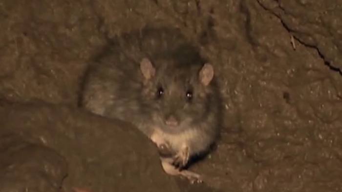 San Antonio infectious disease doctor explains rodent-borne illness, symptoms, spread, prevention