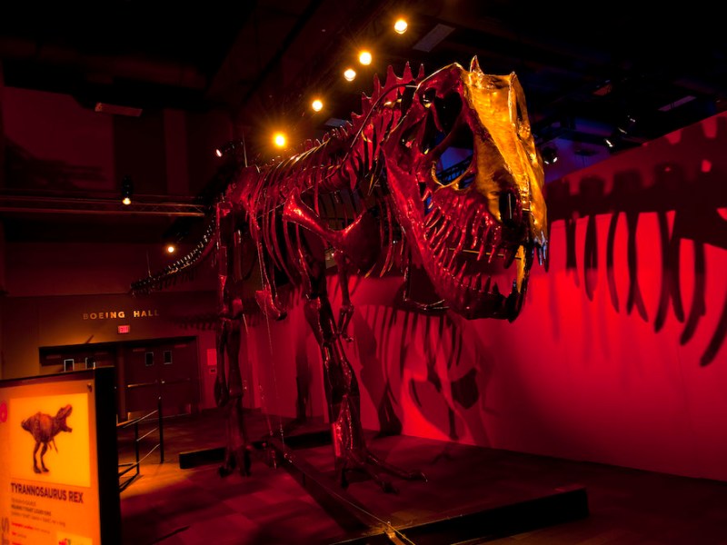 Interactive dinosaur sculptures thundering into San Antonio’s The Doseum