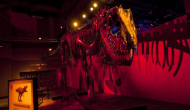 Interactive dinosaur sculptures thundering into San Antonio's The Doseum