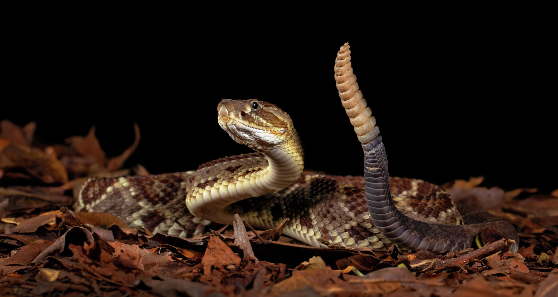 Is it legal for Texans to shoot rattlesnakes in their yard?