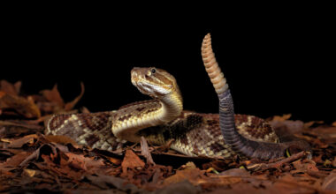 Is it legal for Texans to shoot rattlesnakes in their yard?