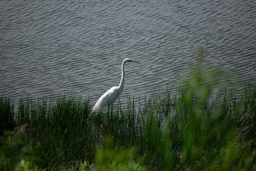 A great egret bird stand along a waterway.