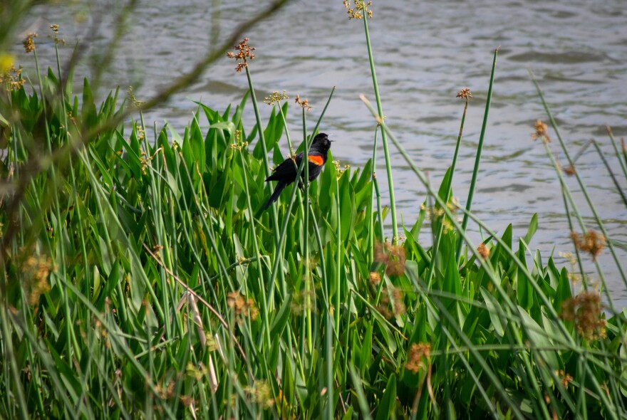 A bird with an orange chest sits on top of tall grass alongside a lake.