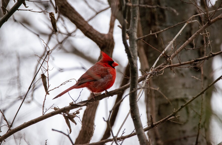A red and black bird sits in a tree.