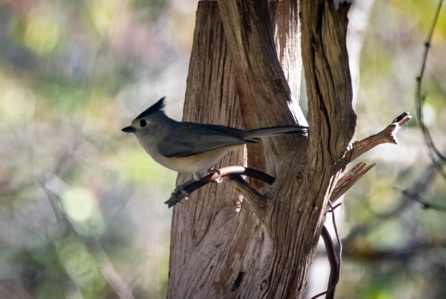 A gray and white bird sits in a tree