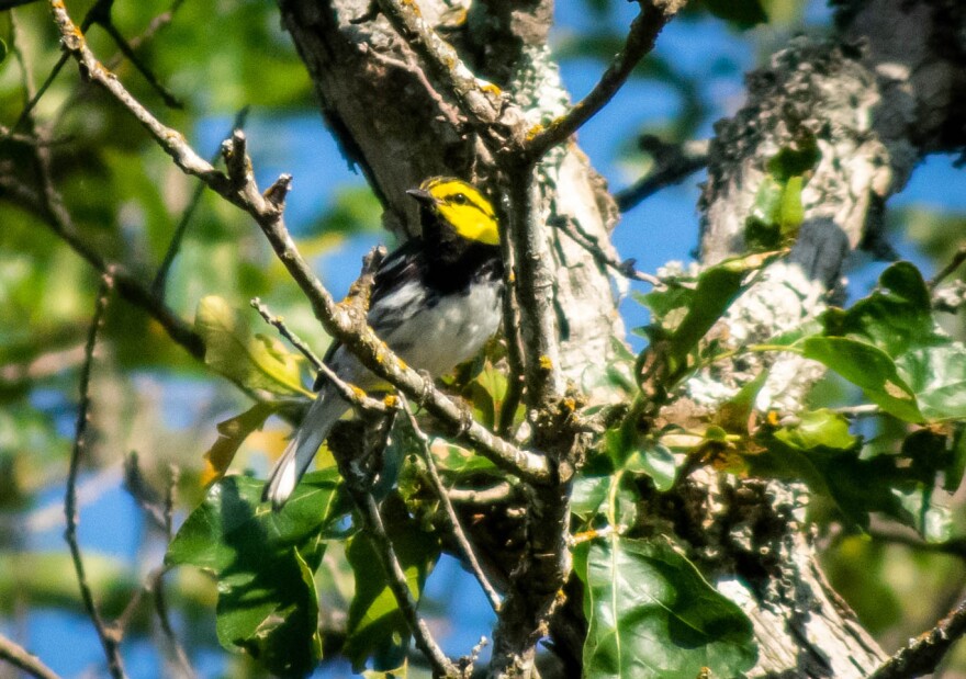 A photo of a pink, black and white bird in a tree.