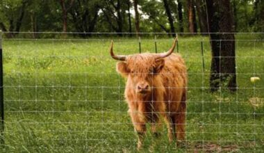 Lake Limestone retreat invites guests to hang out on farm