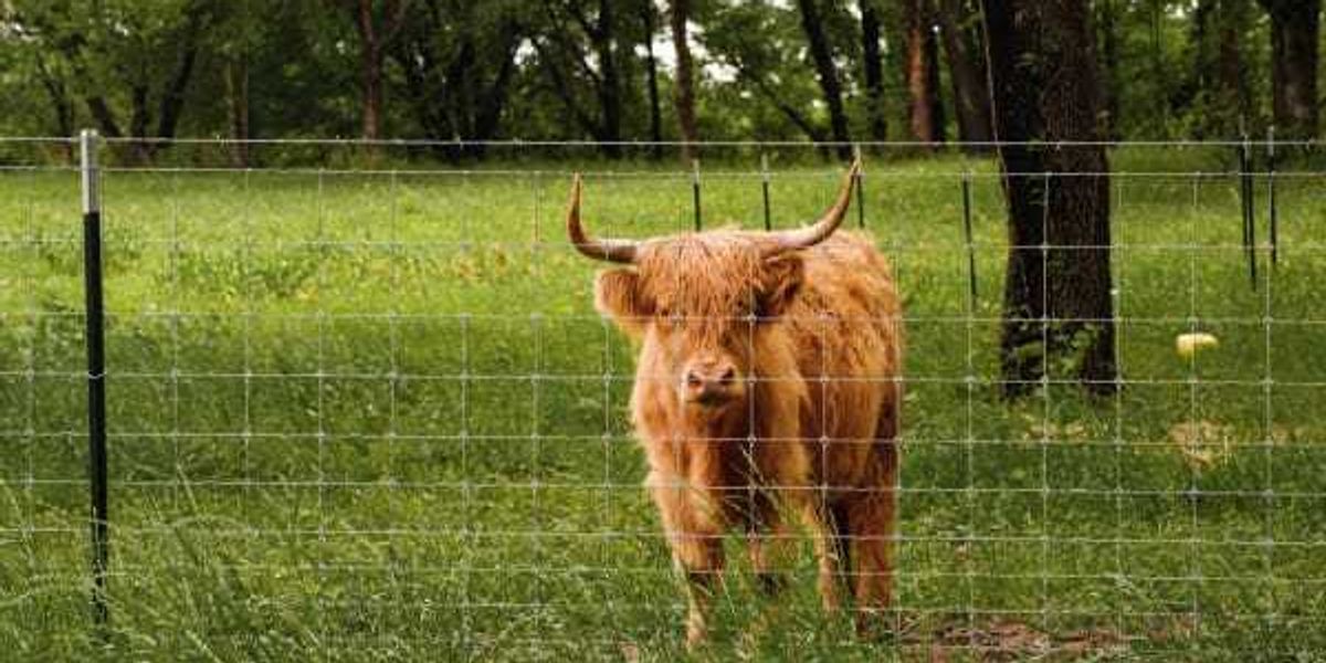Lake Limestone retreat invites guests to hang out on farm