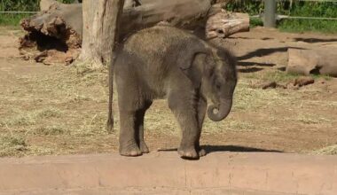 Fort Worth Zoo welcomes new baby elephant with a truly Texas name