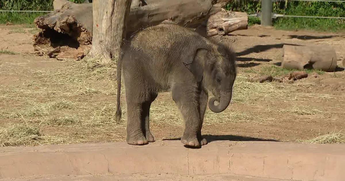 Fort Worth Zoo welcomes new baby elephant with a truly Texas name
