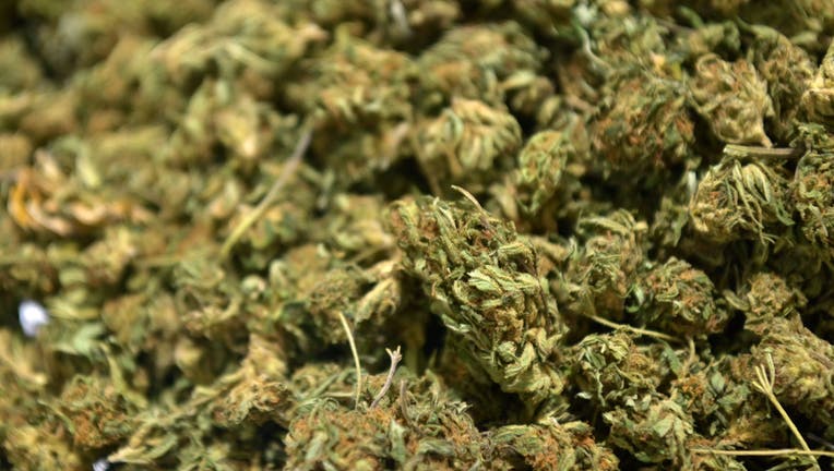 View of hemp flowers at Empire Standard, a hemp extract processing and distribution plant, on April 13, 2021 in Binghamton, New York. (Photo by ANGELA WEISS/AFP via Getty Images)