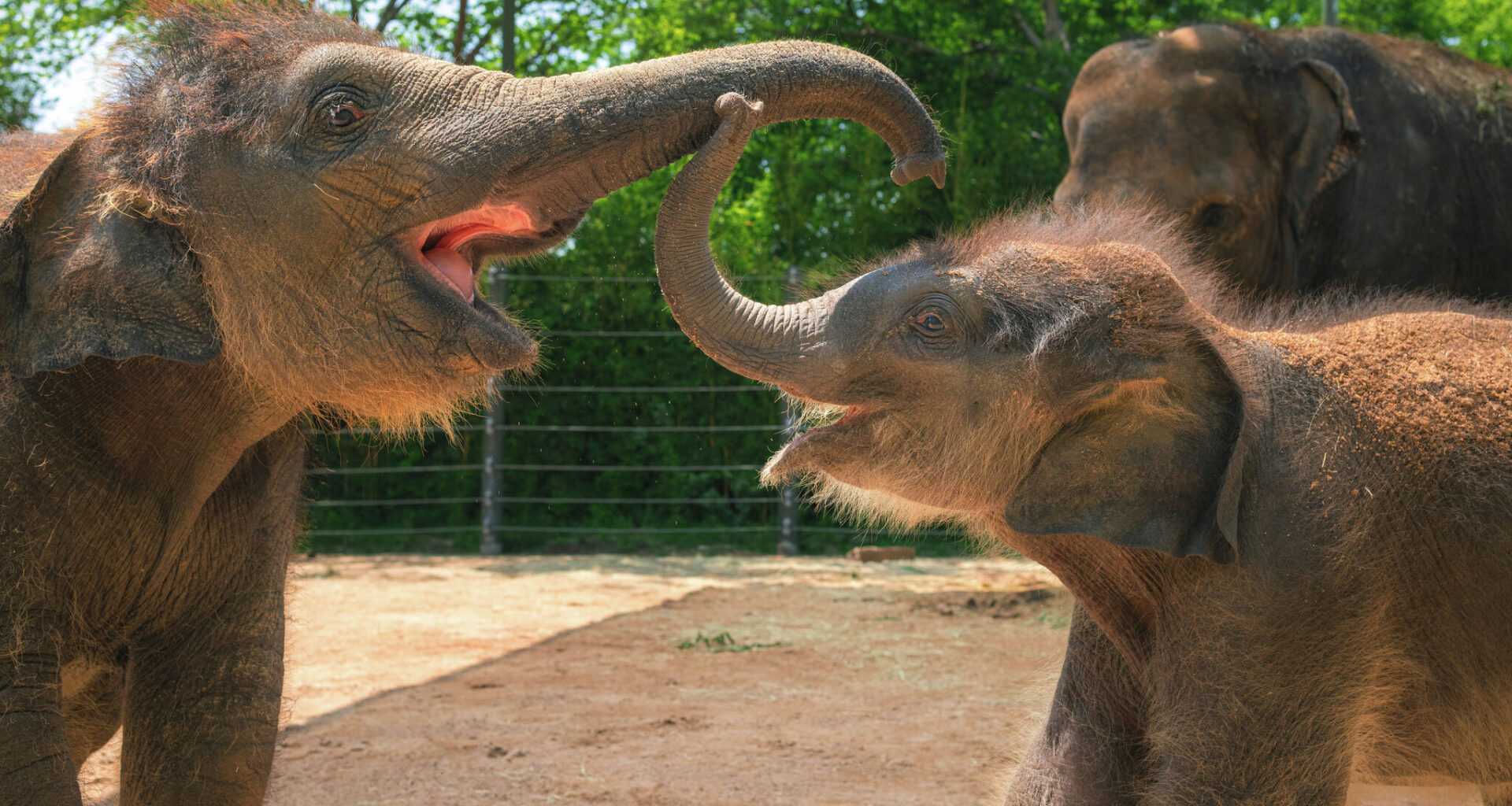 Sam Houston, the Fort Worth Zoo's newest Asian elephant calf, was born on April 1, 2026.