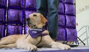 San Antonio nonprofit graduates 3 service dogs for veteran care