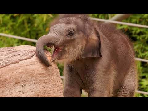Sam Houston the baby elephant turns one month old thumbnail