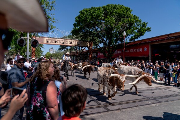 People watch as longhorn steers are moved through the Stockyards National Historic District as part of world's only twice daily cattle drive, April 21, 2023, in Forth Worth, Texas. (AP Photo/David Goldman, File)