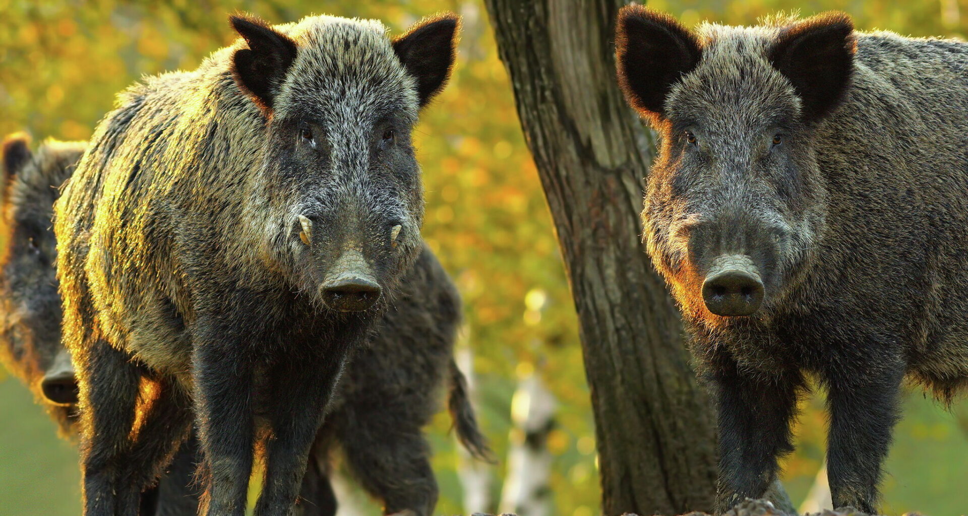 Can you kill a feral hog on your property in Texas?
