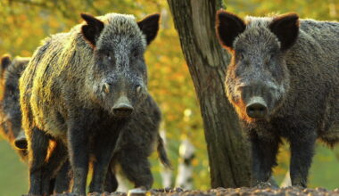 Can you kill a feral hog on your property in Texas?