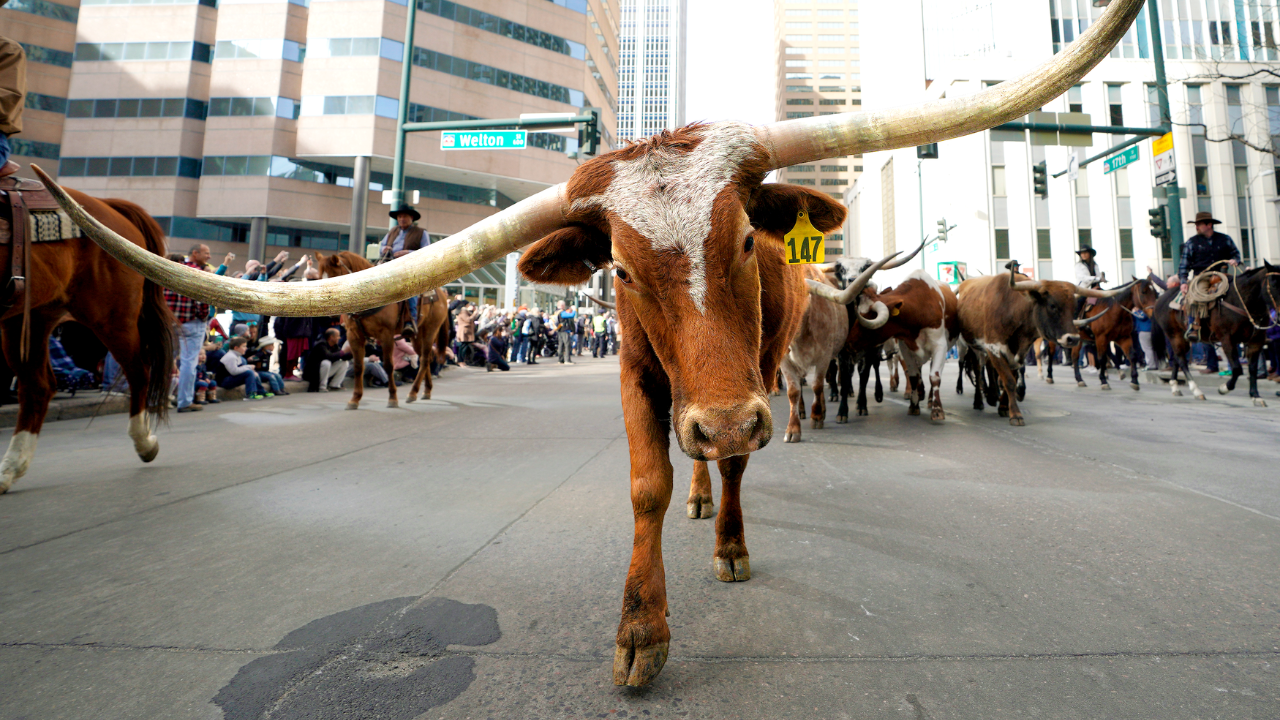 Dallas Mayor Eric Johnson says NYC punishes success, pitches 'Y'all Street'
