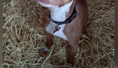 Good Day Good Dog: Rue