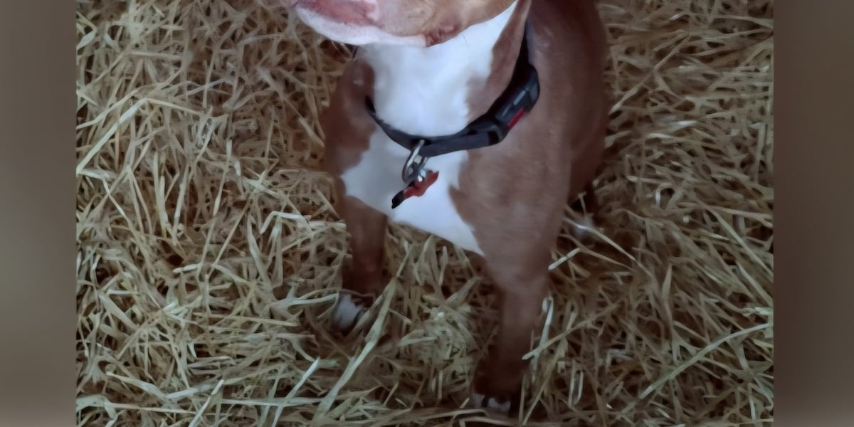 Good Day Good Dog: Rue