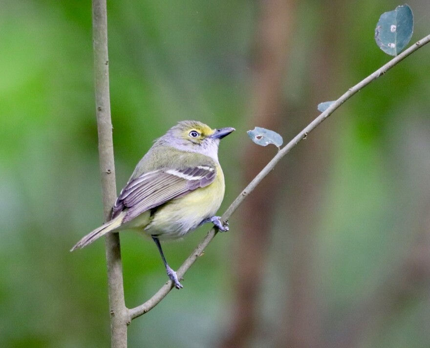 A small bird with yellow markings sits on a small tree branch.