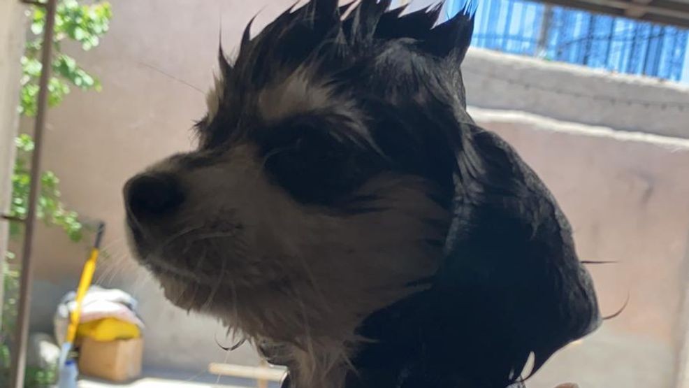 Emma was found shot and killed with a pellet gun at 3 am on Wednesday May 6th, in her own backyard in the Cielo Vista neighborhood. (Fernando Magallanes)