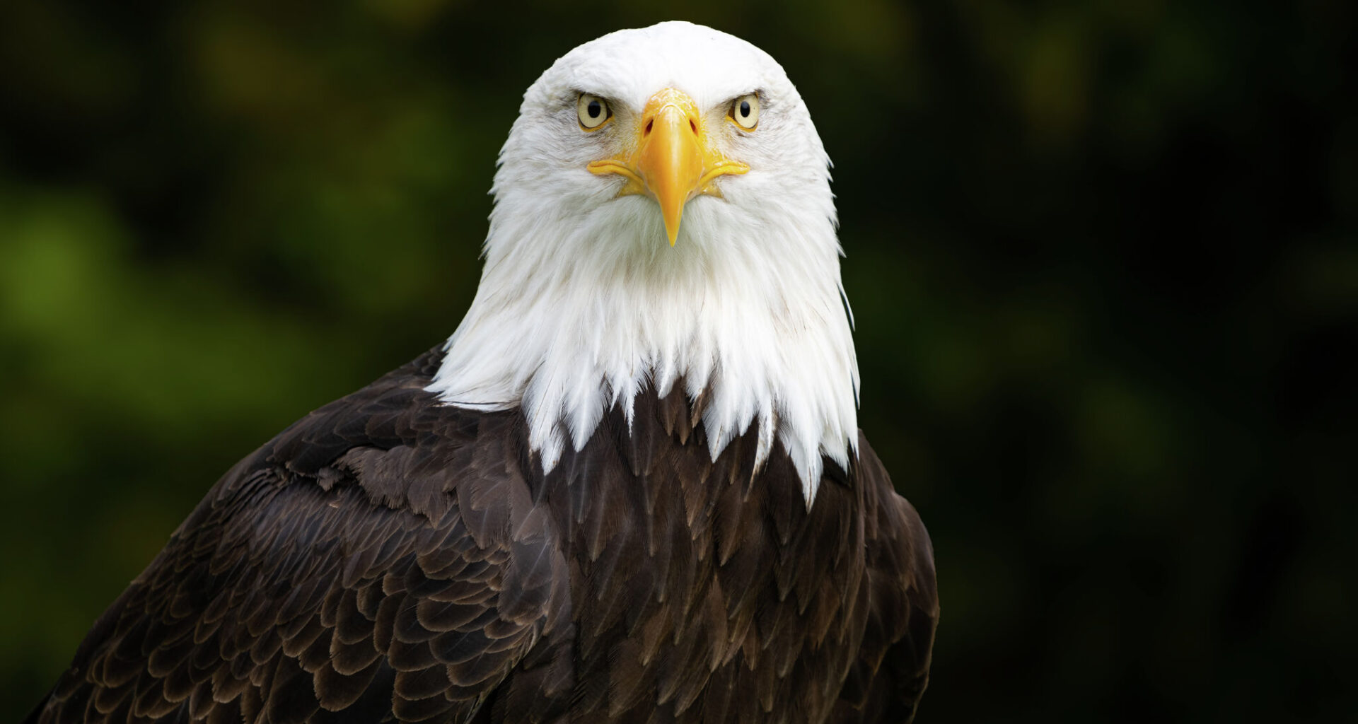 Texas man sentenced in illegal bald eagle trafficking case