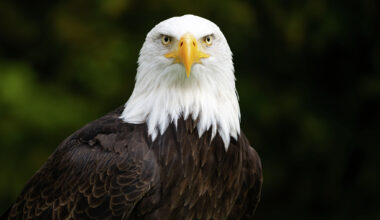 Texas man sentenced in illegal bald eagle trafficking case