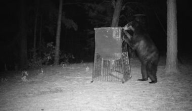 Bear tracks, fresh camera images confirm American black bear still in East Texas