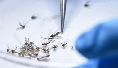 What to know about West Nile in Dallas-Fort Worth, how to prevent it