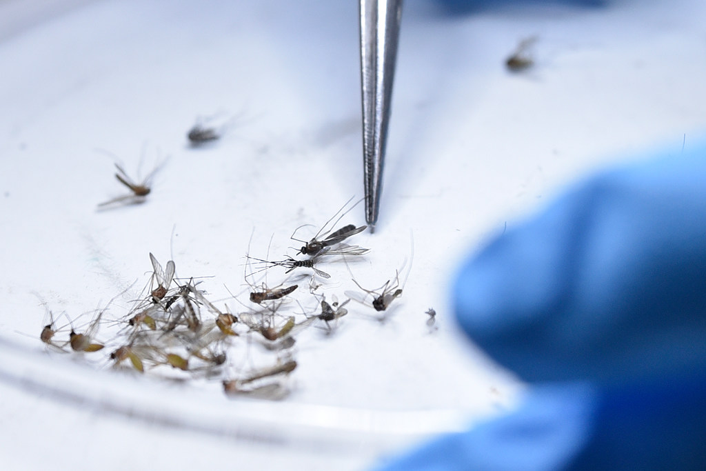 What to know about West Nile in Dallas-Fort Worth, how to prevent it