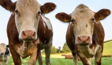 Texas investigates meat packing industry over 'manipulated' market