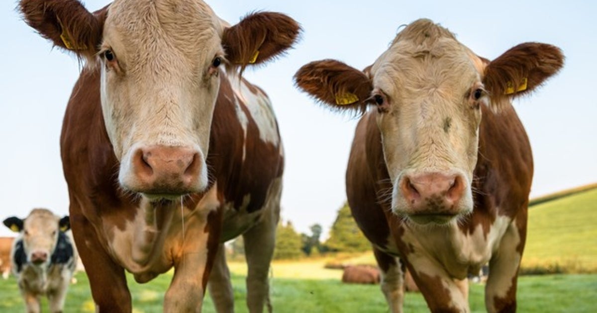 Texas investigates meat packing industry over 'manipulated' market