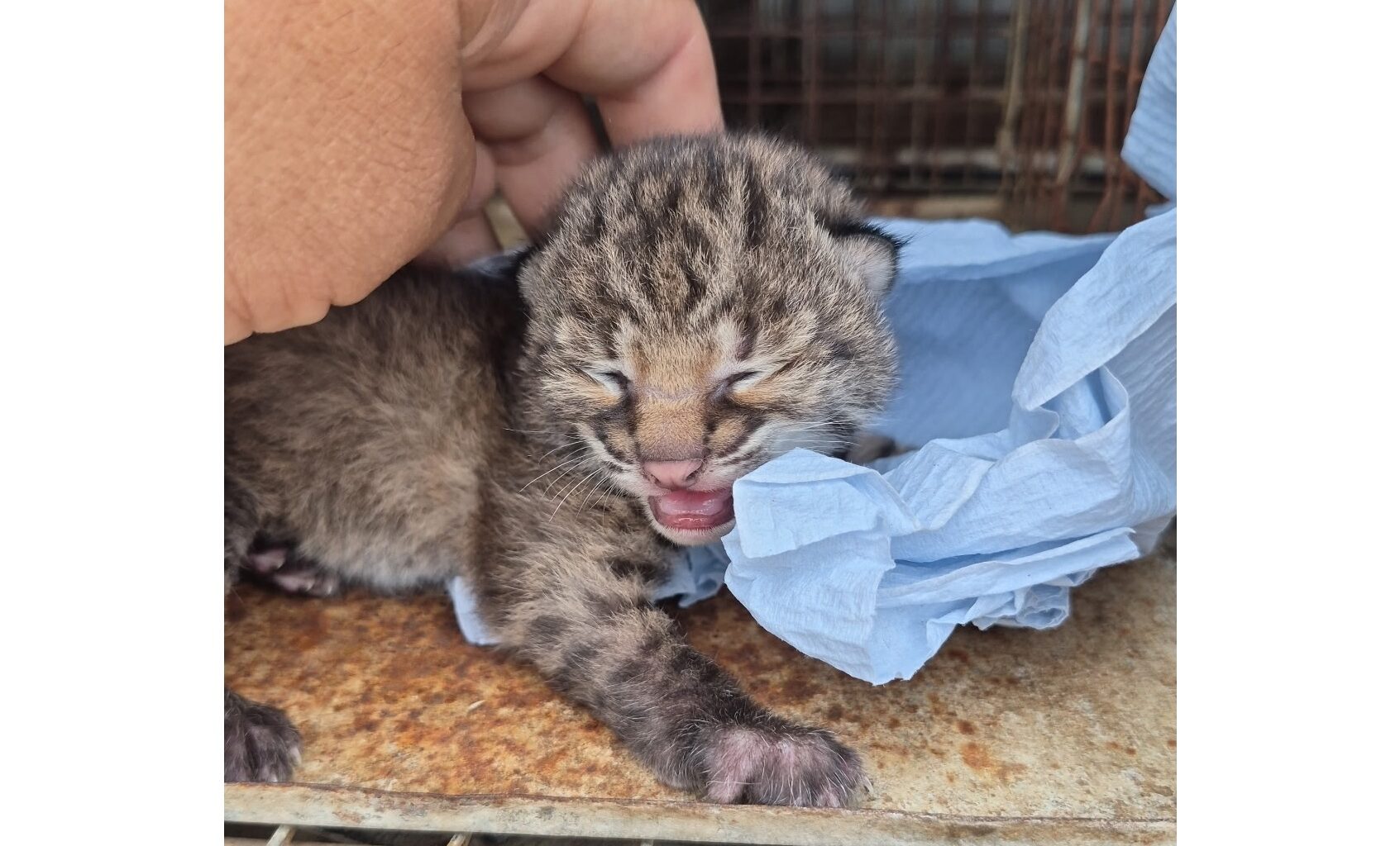 Tiny bobcat kitten rescued from vulture attack in South Texas