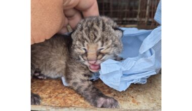 Tiny bobcat kitten rescued from vulture attack in South Texas