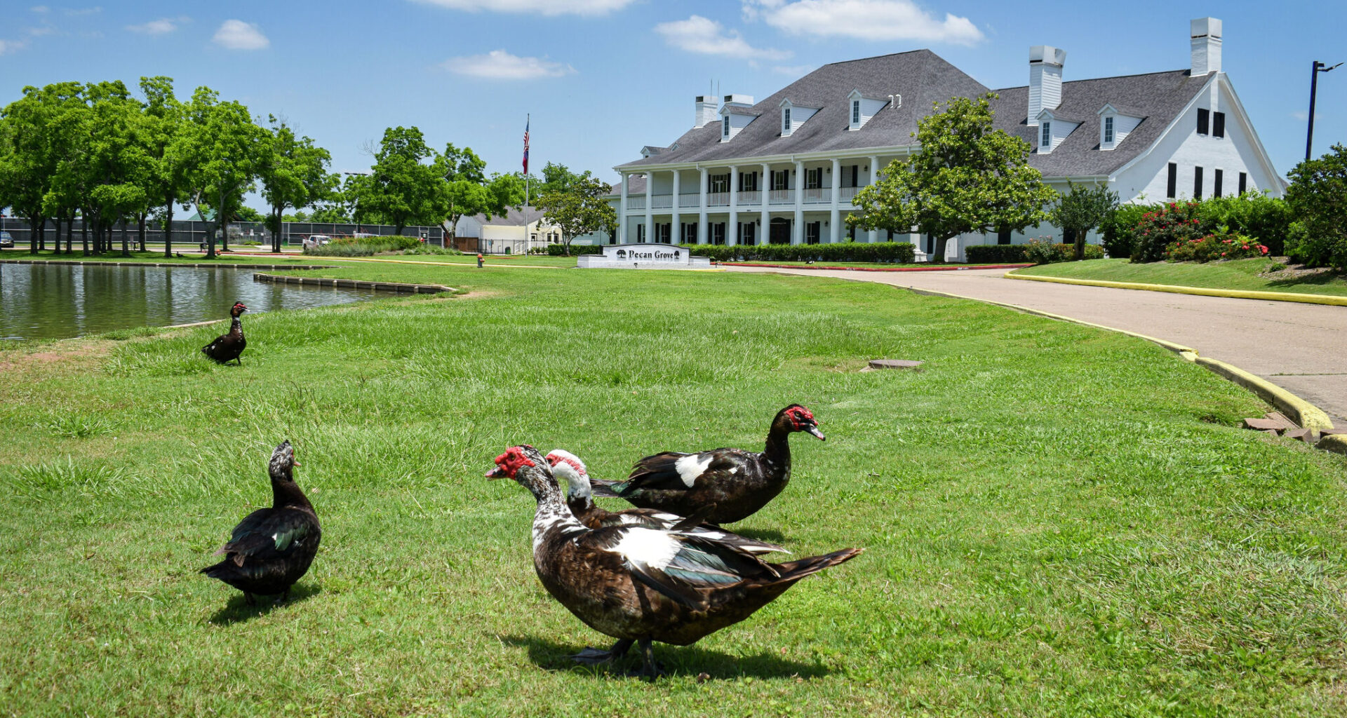 Duck invasion swamps Texas country club as over 400 take over greens