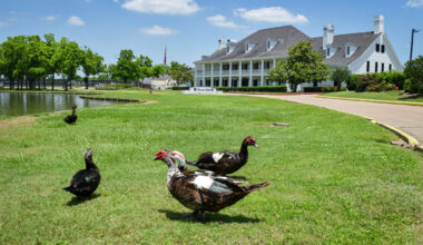 Duck invasion swamps Texas country club as over 400 take over greens