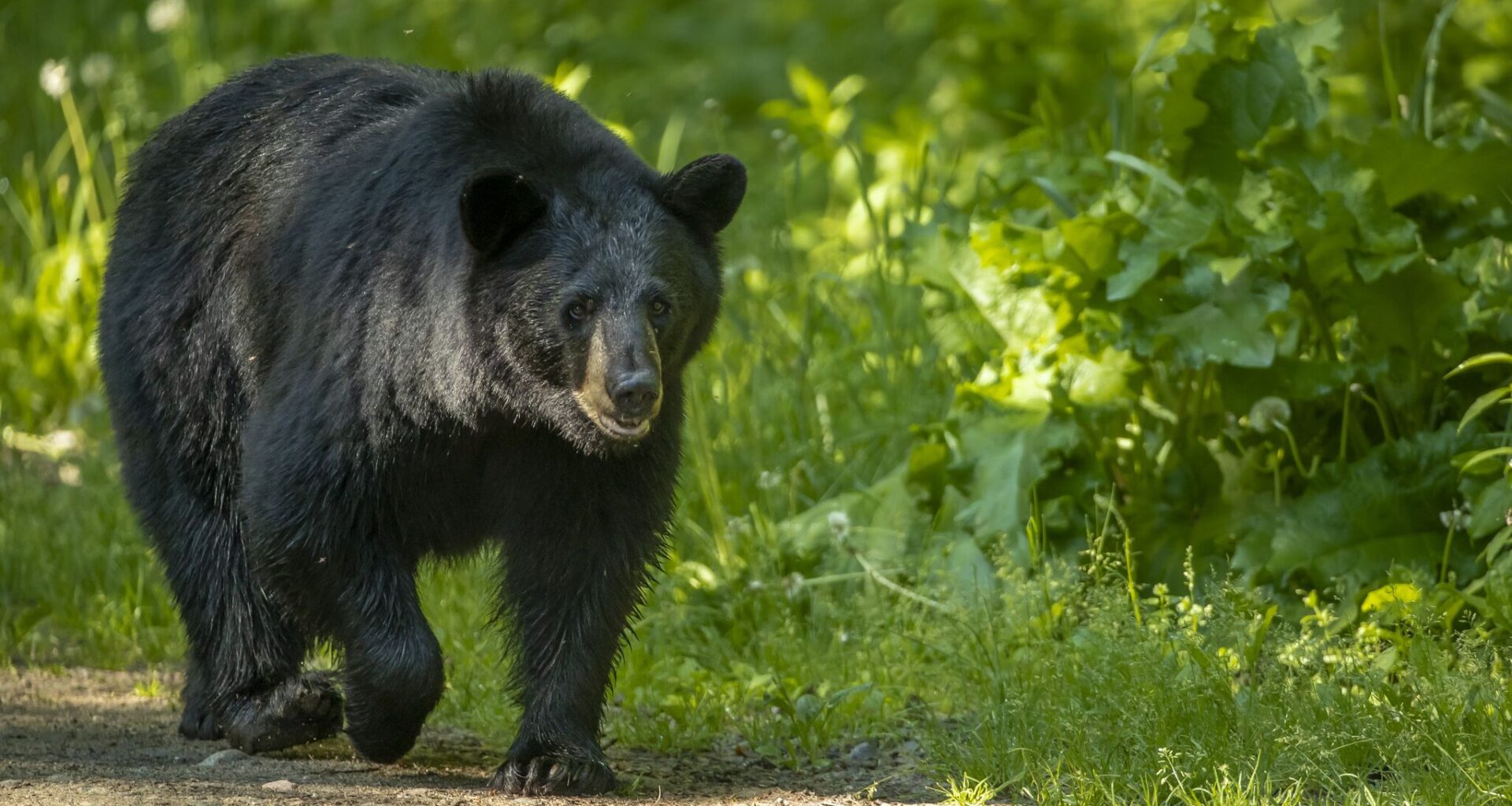 How to keep safe as more black bears spotted in Texas