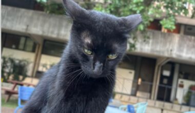 Rice's celebrity cat snatched in accidental kidnapping drama