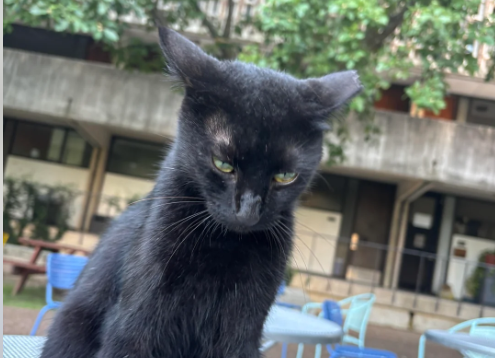 Rice's celebrity cat snatched in accidental kidnapping drama