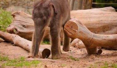 Fort Worth Zoo announces birth of massive Asian elephant calf in historic milestone