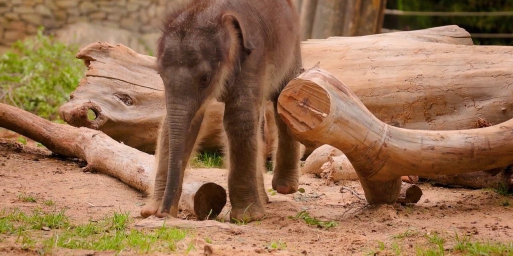 Fort Worth Zoo announces birth of massive Asian elephant calf in historic milestone