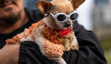 Texas pet influencers rank among TikTok's biggest animal stars