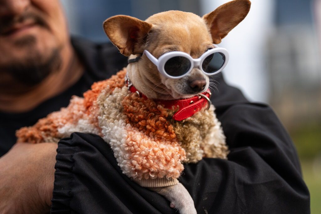Texas pet influencers rank among TikTok's biggest animal stars