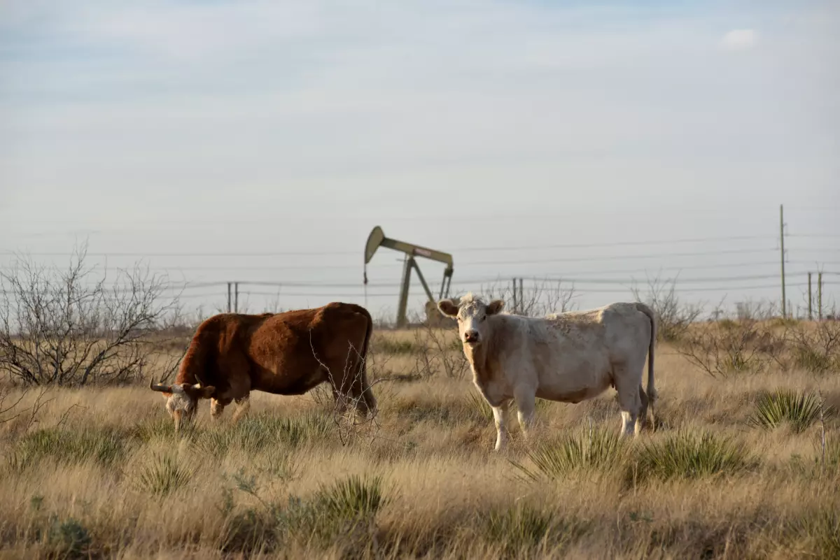 Cows graze in an oil production field in Midland, Texas U.S. February 13, 2019. Picture taken February 13, 2019.REUTERS/Nick Oxford